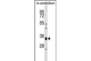 DUSP12 Antibody (Center) (ABIN1537912 and ABIN2848573) western blot analysis in mouse cerebellum tissue lysates (35 μg/lane). (DUSP12 抗体  (AA 162-191))