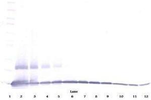Image no. 1 for anti-Chemokine (C-C Motif) Ligand 9 (Ccl9) antibody (ABIN465415) (CCL9 抗体)