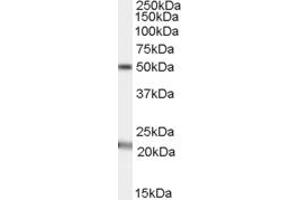 ABIN334340 (1µg/ml) staining of Human Brain (Substantia nigra) lysate (35µg protein in RIPA buffer). (Acylglycerol Kinase 抗体  (C-Term))