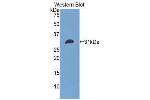 Western Blotting (WB) image for anti-Electron-Transfer-Flavoprotein, alpha Polypeptide (ETFA) (AA 34-295) antibody (ABIN1858743) (ETFA 抗体  (AA 34-295))