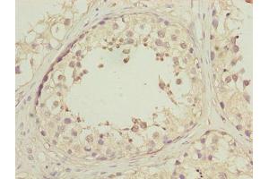 Immunohistochemistry of paraffin-embedded human testis tissue using ABIN7150502 at dilution of 1:100 (DNAJB1 抗体  (AA 1-340))
