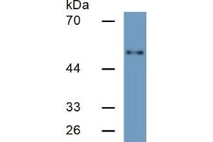 Rabbit Detection antibody from the kit in WB with Positive Control: Sample Human HepG2 cell lysate;. (HPSE ELISA 试剂盒)