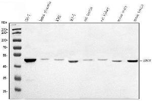 Western blot analysis of ORC5L/ORC5 using anti-ORC5L/ORC5 antibody (ABIN7603077).