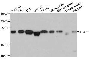 Western blot analysis of extracts of various cell lines, using SRSF3 antibody (ABIN5973600) at 1:3000 dilution. (SRSF3 抗体)