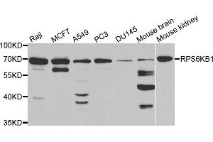 Western blot analysis of extracts of various cell lines, using RPS6KB1 antibody. (RPS6KB1 抗体)