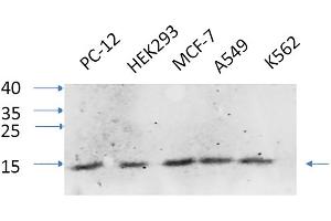 Western Blot analysis of PC-12 (1), HEK293 (2), MCF-7 (3), A549 (4), K562 (5), diluted at 1:1000.