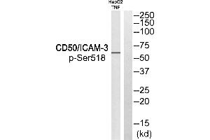 Western blot analysis of extracts from HepG2 cells treated with TNF, using CD50/ICAM-3 (Phospho-Ser518) antibody. (ICAM-3/CD50 抗体  (pSer518))