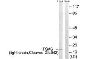 Western blot analysis of extracts from HeLa cells, treated with etoposide 25uM 24h, using ITGA6 (light chain,Cleaved-Glu942) Antibody. (ITGA6 抗体  (Cleaved-Glu942))