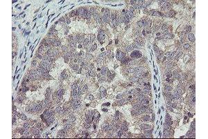 Image no. 1 for anti-rho GTPase Activating Protein 2 (ARHGAP2) antibody (ABIN1499627) (CHN1 抗体)