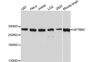 Western blot analysis of extracts of various cell lines, using SPTBN1 antibody (ABIN1874930) at 1:3000 dilution. (SPTBN1 抗体)