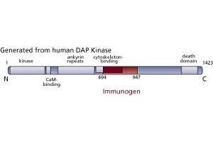Image no. 3 for anti-Death-Associated Protein Kinase 1 (DAPK1) (AA 694-947) antibody (ABIN967885)