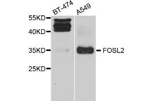 Western blot analysis of extract of BT474 and A549 cells, using FOSL2 antibody. (FOSL2 抗体)