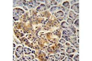 Immunohistochemistry analysis in human pancreas tissue (Formalin-fixed, Paraffin-embedded) using Trypsin-3 / PRSS3  Antibody  (N-term), followed by peroxidase conjugation of the secondary antibody and DAB staining. (PRSS3 抗体  (N-Term))