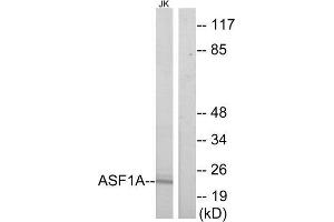 Western Blotting (WB) image for anti-ASF1 Anti-Silencing Function 1 Homolog A (S. Cerevisiae) (ASF1A) (Internal Region) antibody (ABIN1850104) (ASF1A 抗体  (Internal Region))