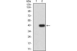 Western blot analysis using ALDH1A1 mAb against HEK293 (1) and ALDH1A1 (AA: 1-110)-hIgGFc transfected HEK293 (2) cell lysate. (ALDH1A1 抗体  (AA 1-110))
