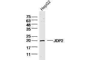 HepG2 lysates probed with JDP2 Polyclonal Antibody, unconjugated  at 1:300 overnight at 4°C followed by a conjugated secondary antibody for 60 minutes at 37°C. (JDP2 抗体  (AA 21-120))