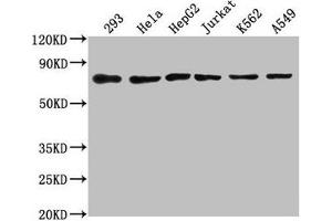 Western Blot Positive WB detected in: 293 whole cell lysate, Hela whole cell lysate, HepG2 whole cell lysate, Jurkat whole cell lysate, K562 whole cell lysate, A549 whole cell lysate All lanes: HSPA8 antibody at 1:2000 Secondary Goat polyclonal to rabbit IgG at 1/50000 dilution Predicted band size: 71, 54 kDa Observed band size: 71 kDa
