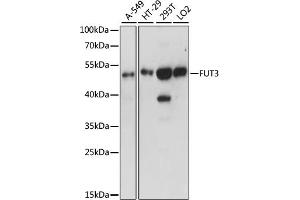 Western blot analysis of extracts of various cell lines, using FUT3 antibody (ABIN7267273) at 1:1000 dilution. (FUT3 抗体  (AA 1-100))