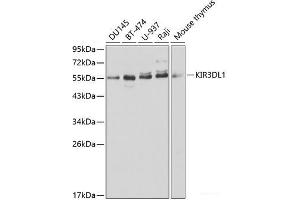Western blot analysis of extracts of various cell lines using KIR3DL1 Polyclonal Antibody at dilution of 1:1000. (KIR3DL1 抗体)