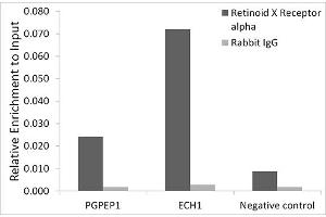 Chromatin immunoprecipitation analysis of extracts of HepG2 cells, using RXRα antibody (ABIN7269948) and rabbit IgG. (Retinoid X Receptor alpha 抗体)