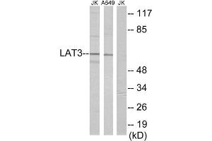 Western Blotting (WB) image for anti-Large Neutral Amino Acid Transporter 3 (LAT3) (Internal Region) antibody (ABIN1849022) (LAT3 抗体  (Internal Region))