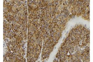 ABIN6277941 at 1/100 staining Human pancreas tissue by IHC-P. (FGF3 抗体)