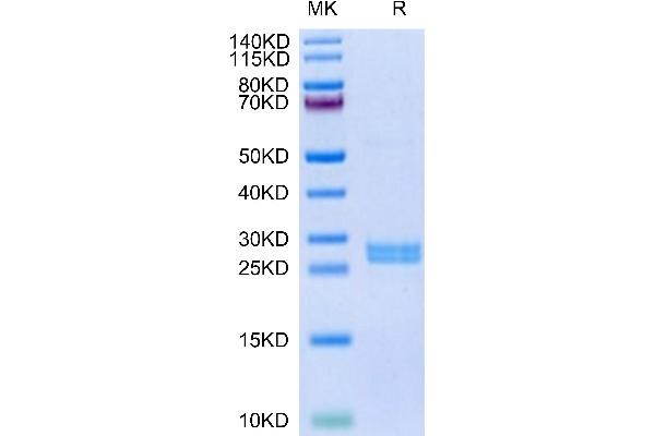 Hepcidin Protein (AA 59-83) (GST tag)