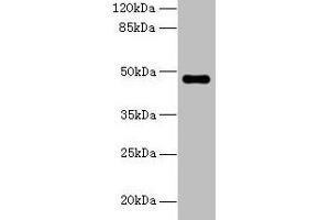 Western blot All lanes: ZNF821 antibody at 8 μg/mL + MCF-7 whole cell lysate Secondary Goat polyclonal to rabbit IgG at 1/10000 dilution Predicted band size: 47, 43 kDa Observed band size: 47 kDa (ZNF821 抗体  (AA 1-370))