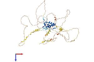 FOXC1 Protein (AA 1-553) (His tag)