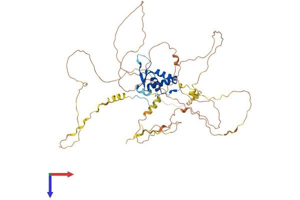 FOXC1 Protein (AA 1-553) (His tag)