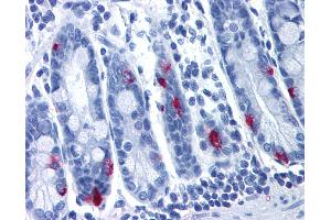 Anti-MLNR antibody IHC of human small intestine. (Motilin Receptor 抗体  (Cytoplasmic Domain))