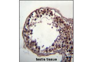 DAZ3 Antibody (C-term) (ABIN656239 and ABIN2845555) immunohistochemistry analysis in formalin fixed and paraffin embedded human testis tissue followed by peroxidase conjugation of the secondary antibody and DAB staining. (DAZ3 抗体  (C-Term))