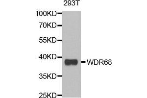 Western blot analysis of extracts of 293T cell line, using DCAF7 antibody.
