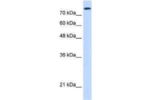 NCAPH antibody used at 0. (NCAPH 抗体  (C-Term))