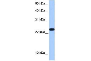 C19ORF24 antibody used at 0. (C19orf24 抗体  (N-Term))