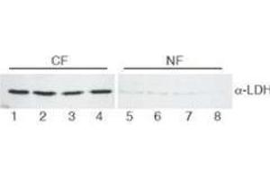 Western Blot of Goat Anti-Lactate Dehydrogenase antibody. (Lactate Dehydrogenase 抗体  (Biotin))