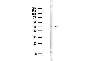 anti-Serotonin Receptor 4 (HTR4) (C-Term) antibody