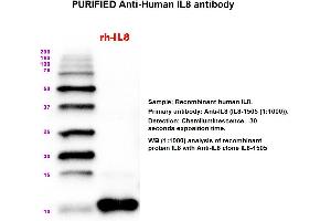 Image no. 1 for anti-Interleukin 8 (IL8) antibody (ABIN1112409) (IL-8 抗体)