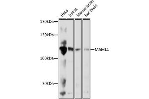 Western blot analysis of extracts of various cell lines, using M antibody (ABIN7268409) at 1:1000 dilution. (MAML1 抗体  (AA 1-300))