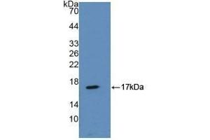 Detection of Recombinant ANXA2, Mouse using Polyclonal Antibody to Annexin A2 (ANXA2) (Annexin A2 抗体  (AA 1-339))