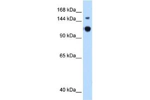 GAPVD1 antibody used at 0.