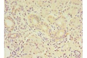 Immunohistochemistry of paraffin-embedded human pancreatic tissue using ABIN7159340 at dilution of 1:100 (FAM174A 抗体  (AA 41-123))