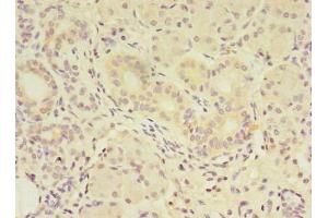 Immunohistochemistry of paraffin-embedded human pancreatic tissue using ABIN7159340 at dilution of 1:100 (FAM174A 抗体  (AA 41-123))