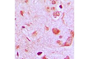 Immunohistochemical analysis of POFUT1 staining in human brain formalin fixed paraffin embedded tissue section. (POFUT1 抗体  (C-Term))