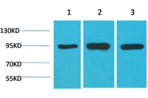 Western Blot (WB) analysis of 1) HeLa, 2)Mouse Brain Tissue, 3) Rat Brain Tissue with HSP90 a Mouse Monoclonal Antibody diluted at 1:2000. (HSP90AA2 抗体)