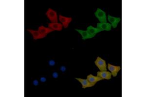 Cytokeratin 16 Mouse Monoclonal Antibody staining Hela cells by IF/ICC. (KRT16 抗体  (C-Term))