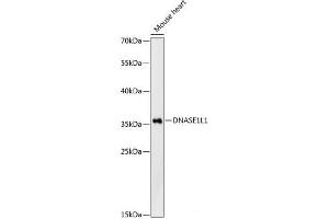 Western blot analysis of extracts of Mouse heart using DNASE1L1 Polyclonal Antibody at dilution of 1:3000. (DNASEX 抗体)