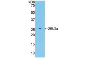 Western blot analysis of recombinant Mouse GSTa4. (GSTA4 抗体  (AA 1-222))