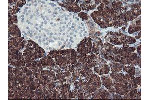 Image no. 2 for anti-Carboxypeptidase A1 (Pancreatic) (CPA1) antibody (ABIN1497589) (CPA1 抗体)
