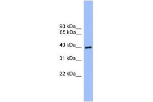 WB Suggested Anti-ATG3  Antibody Titration: 0. (ATG3 抗体  (Middle Region))